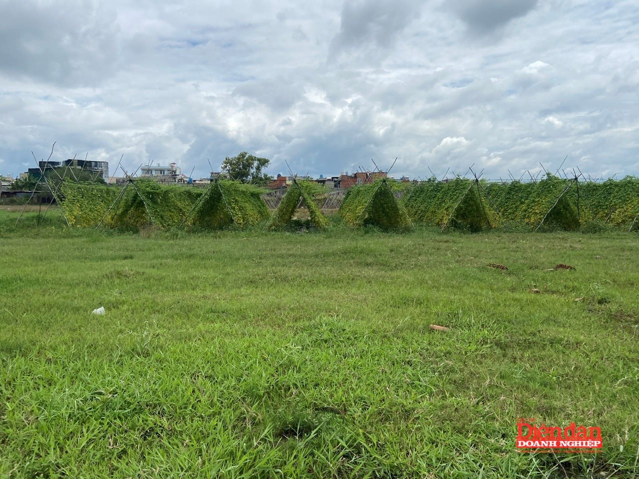 TP HCM: 42 doanh nghiệp được thí điểm làm nhà ở thương mại trên đất nông nghiệp