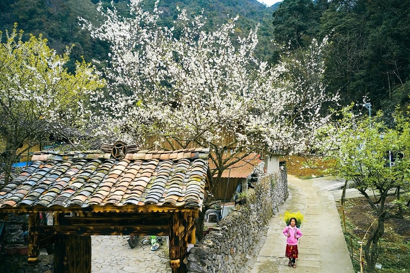 Bản tình ca trên đá xám