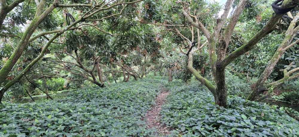 Cán bộ Đoàn tiên phong xây dựng mô hình tái chế chất thải nông nghiệp bền vững Cán bộ Đoàn tiên phong xây dựng mô hình tái chế chất thải nông nghiệp bền vững