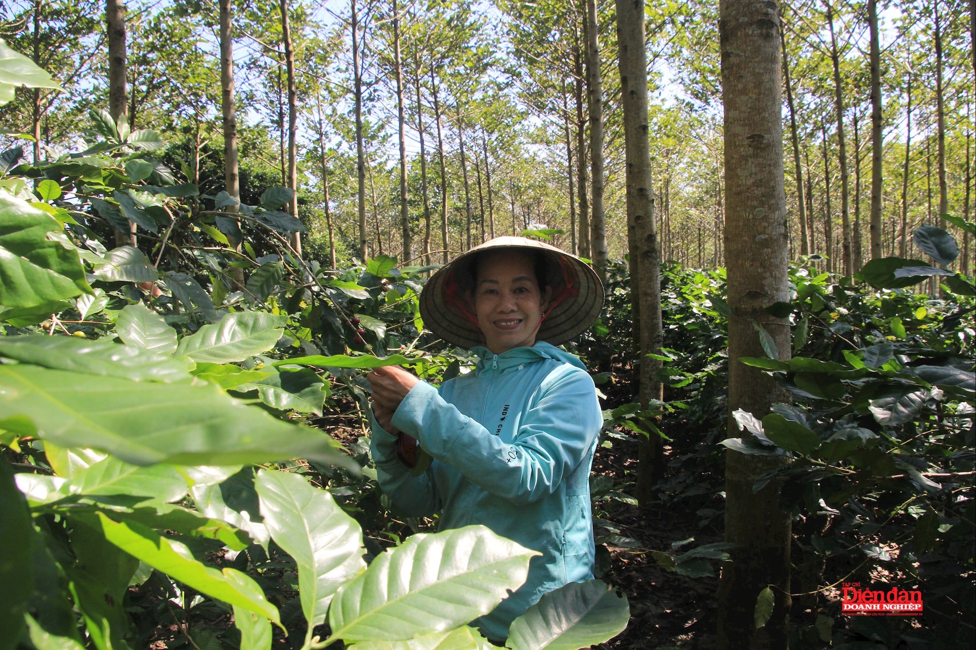 Madam Hương trong vườn cà phê hữu cơ trên độ cao 680m so với mực nước biển (2)