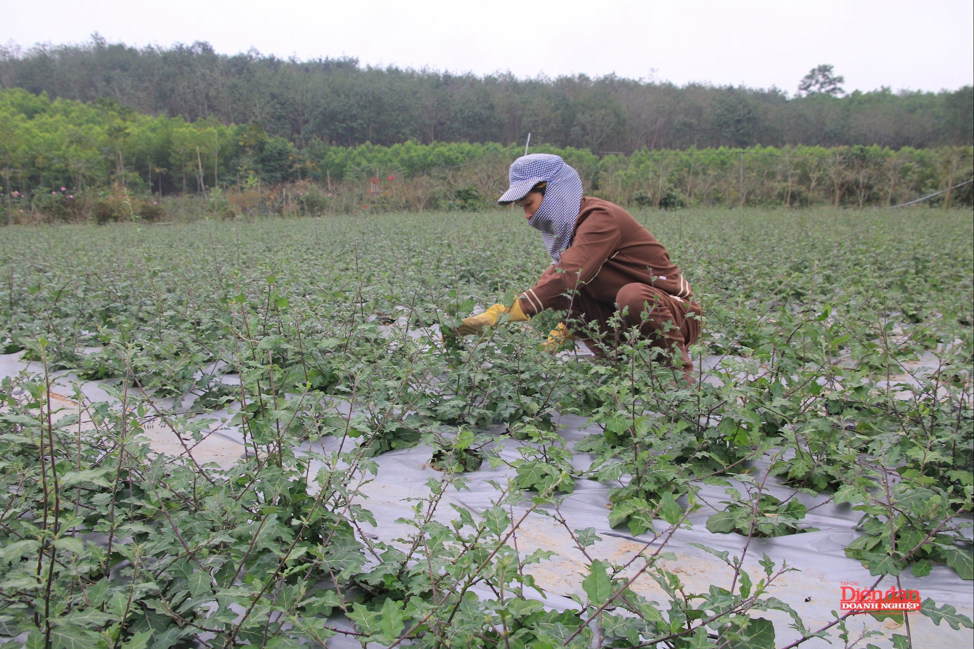 Vườn trồng nguyên liệu của An Xuân