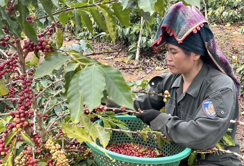 Bản sao nam-dac-biet-cua-ca-phe-viet-nam-151216_772-154955