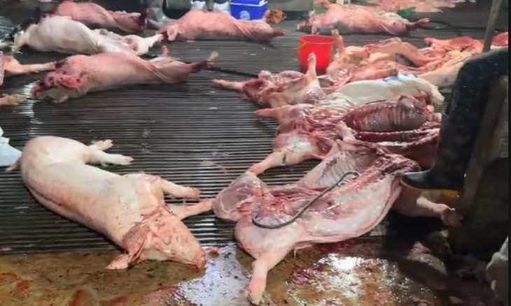 Gần 300 tấn lợn dịch ra thị trường: Lỗ hổng nào trong kiểm soát?