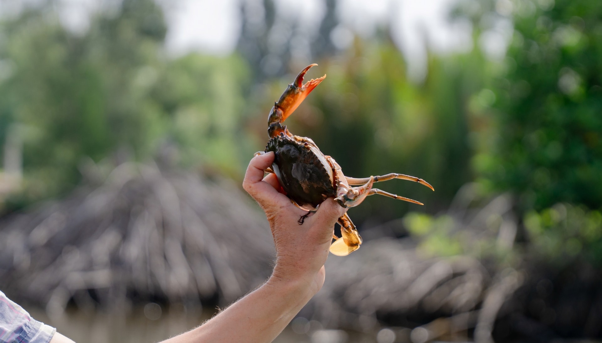 ảnh vũng ven biển cà mau (2)