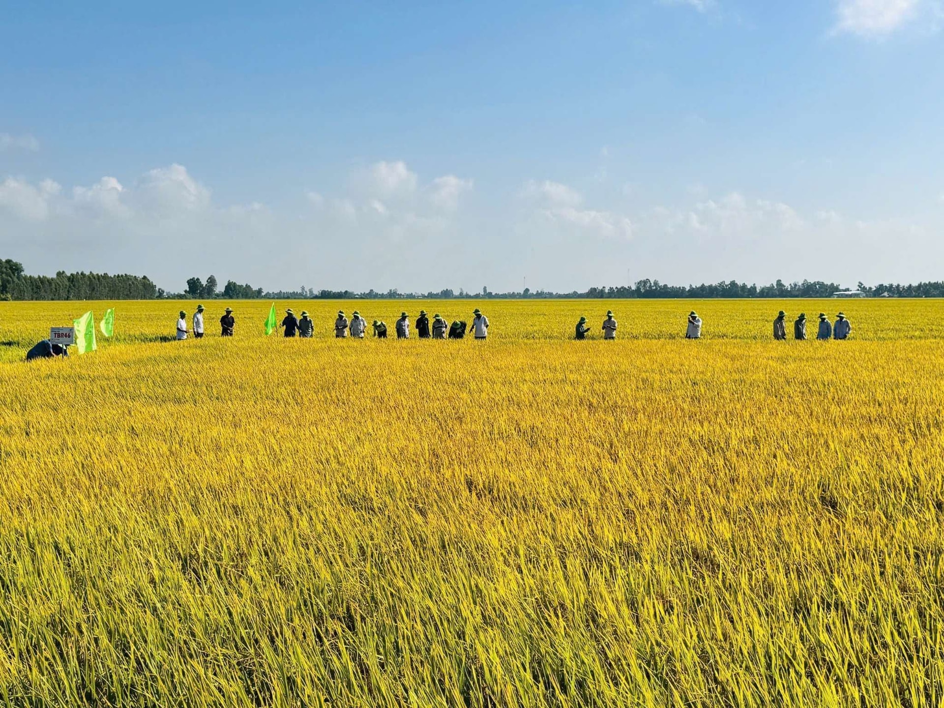 02 ảnh Thaibinhseed.com