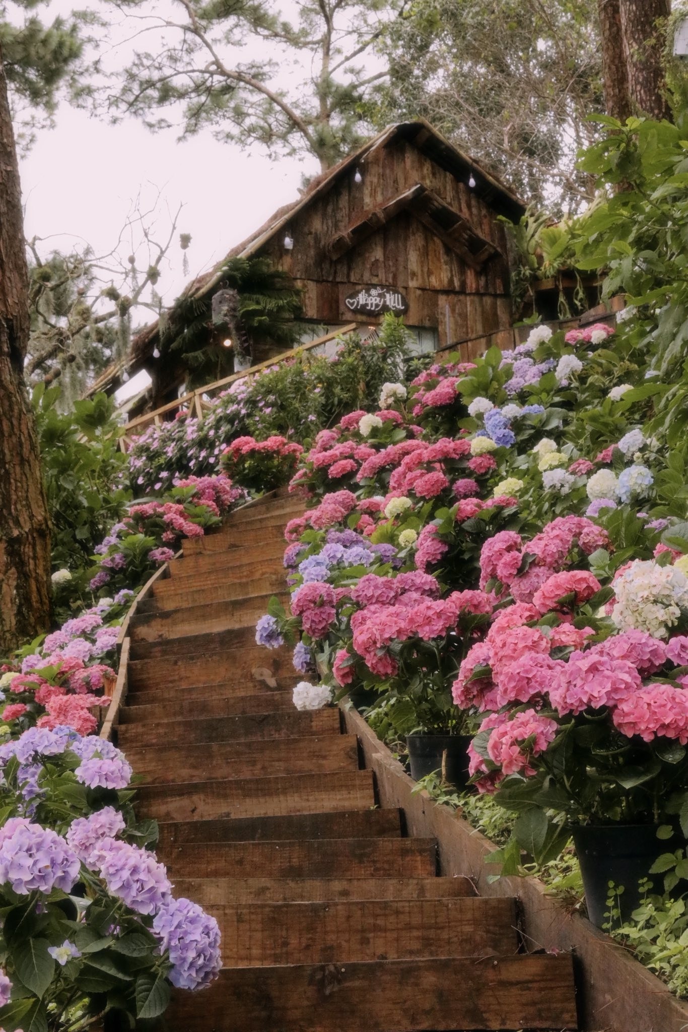 cô long ảnh 3 co long anh 3