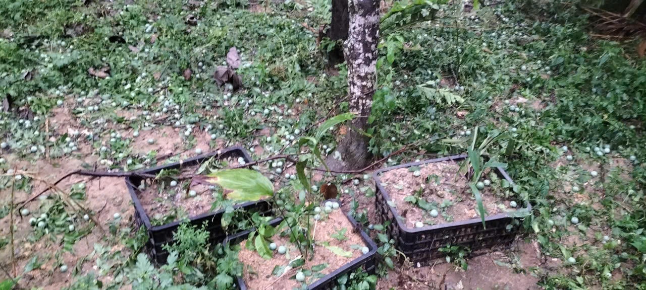Mưa đá gây thiệt hại nặng nề cho các vườn mận 