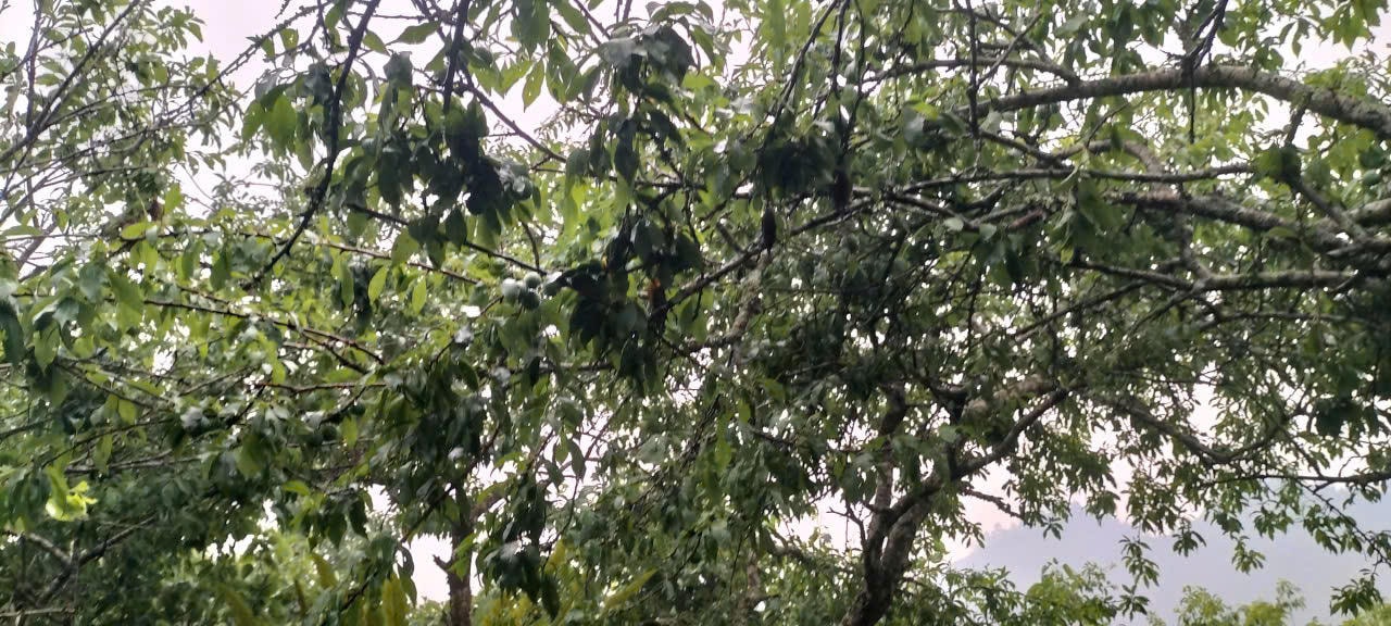  Mưa đá kèm giông lốc trong đêm gây sập nhà sàn, 4 người bị thương ở Lào Cai