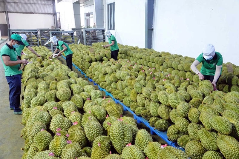 sau-rieng-2.jpg