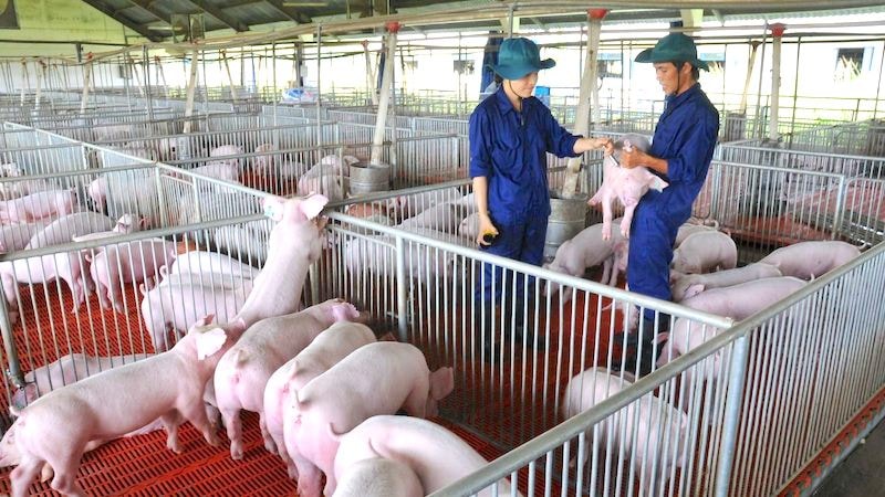 cuoc-dua-mo-rong-cua-cac-ong-lon-chan-nuoi-dabaco-baf-hoa-phat-thaco-agri68da5adabd991-17768678666631598790659.jpg