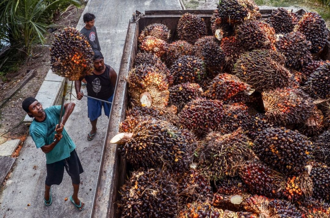 indonesiapalmoil.jpg