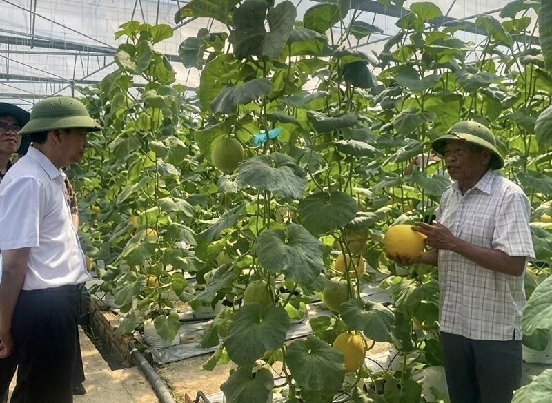 Mô hình nhà màng, nhà lưới tại Hợp tác xã Tân Minh Đức. (Ảnh: Sở KHCN Hải Phòng)