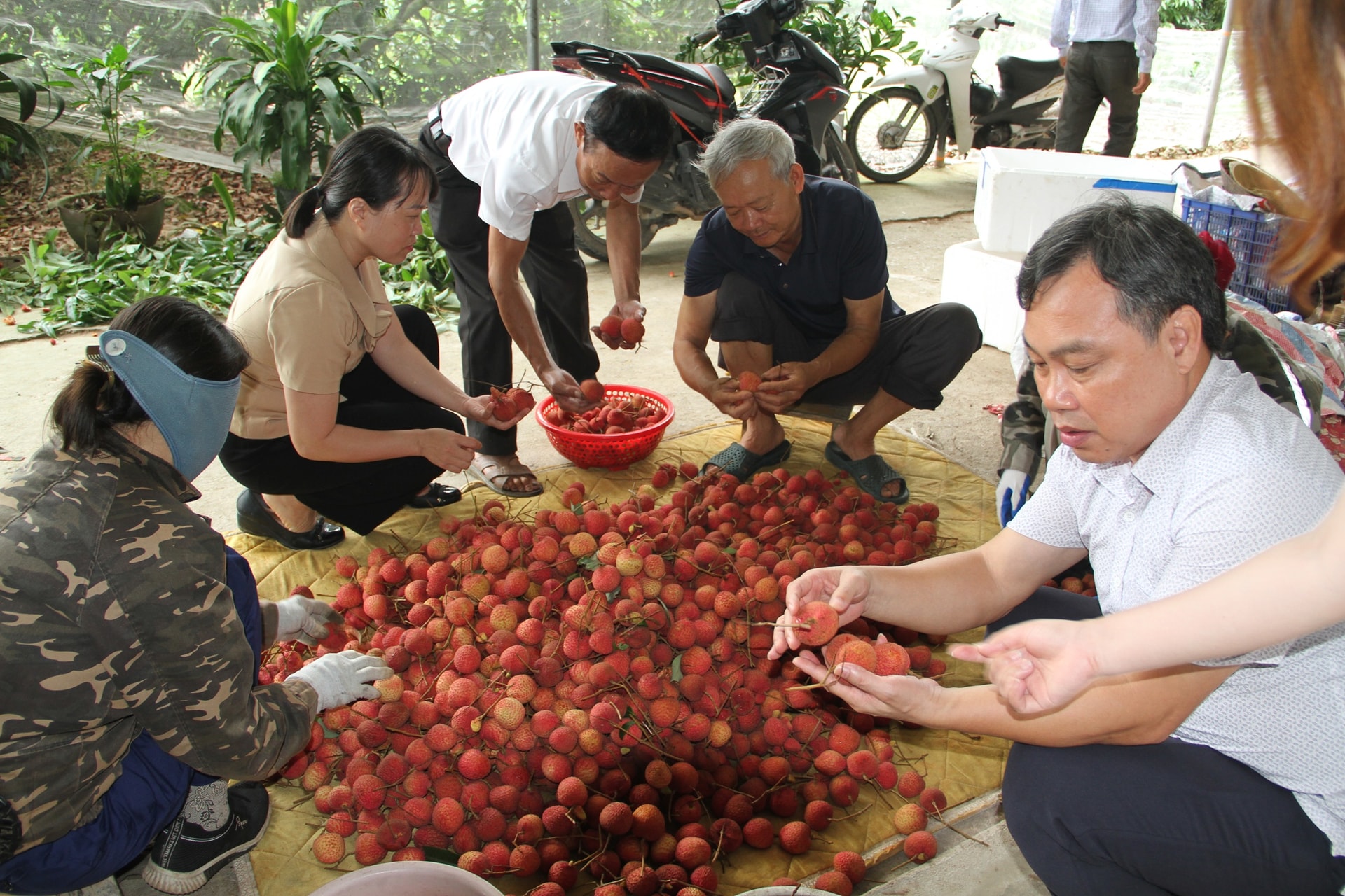 vải 1