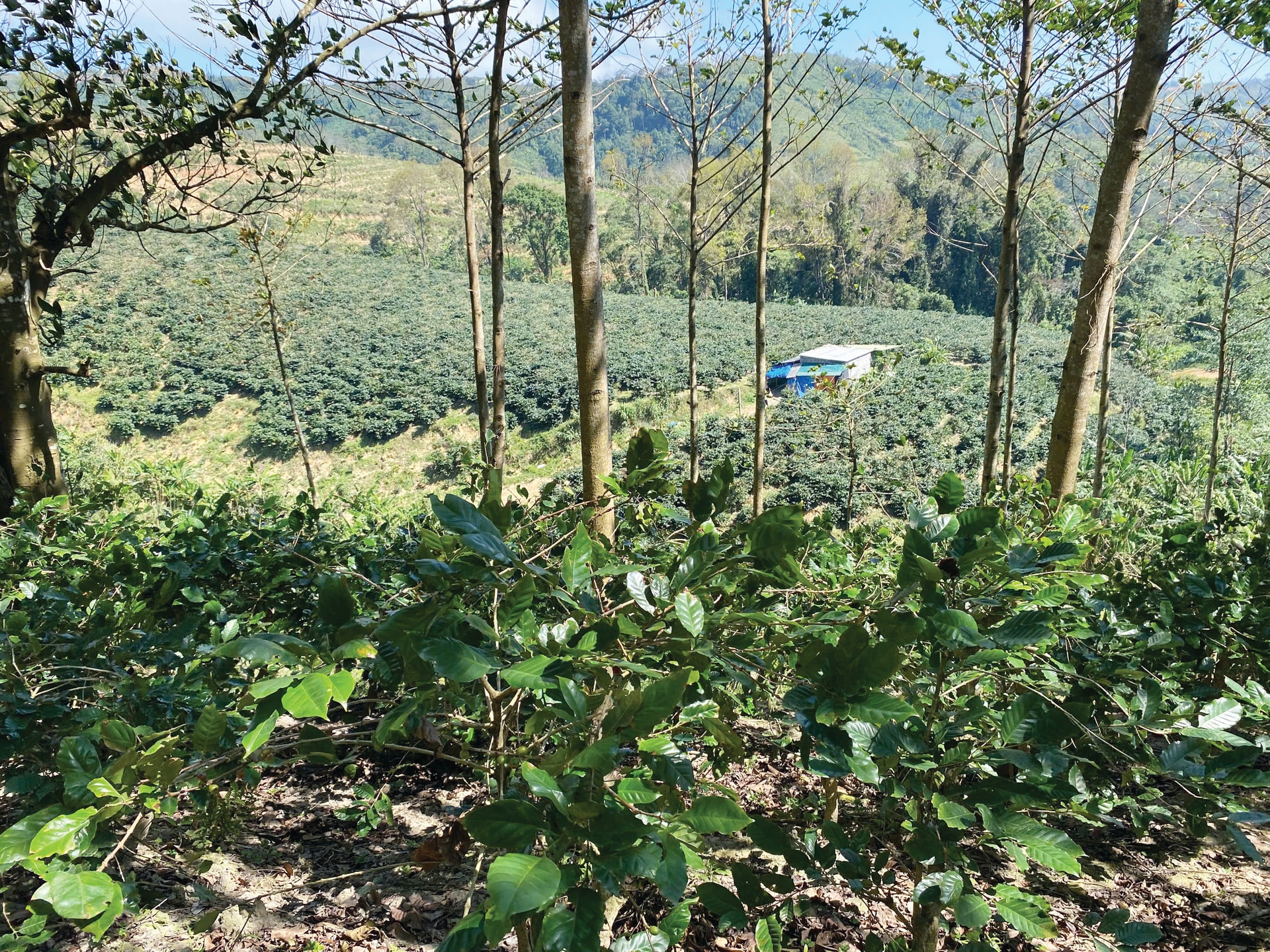 Vùng trồng cà phê Arabica Khe Sanh hiện đạt gần 4.000 ha (Ảnh Khắc Trà)