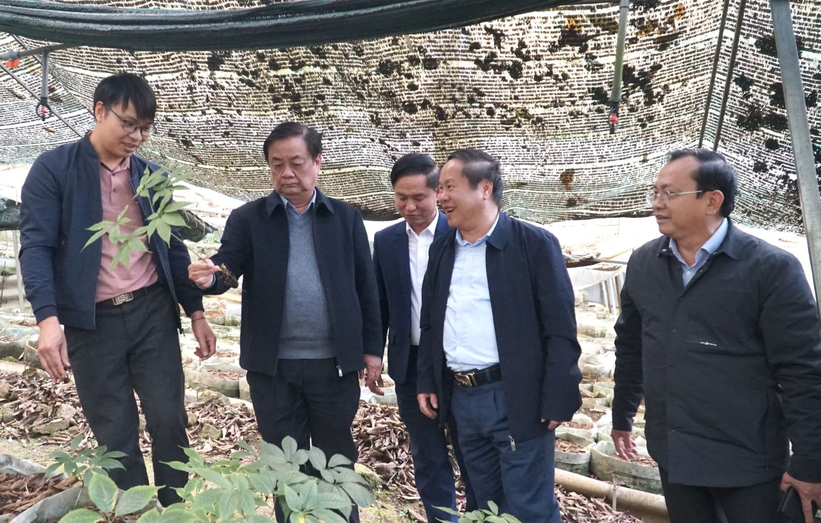 Phó Chủ tịch Quốc hội Lê Minh Hoan kiểm tra cây sâm đã được trồng thuần tại vườn bảo tồn.