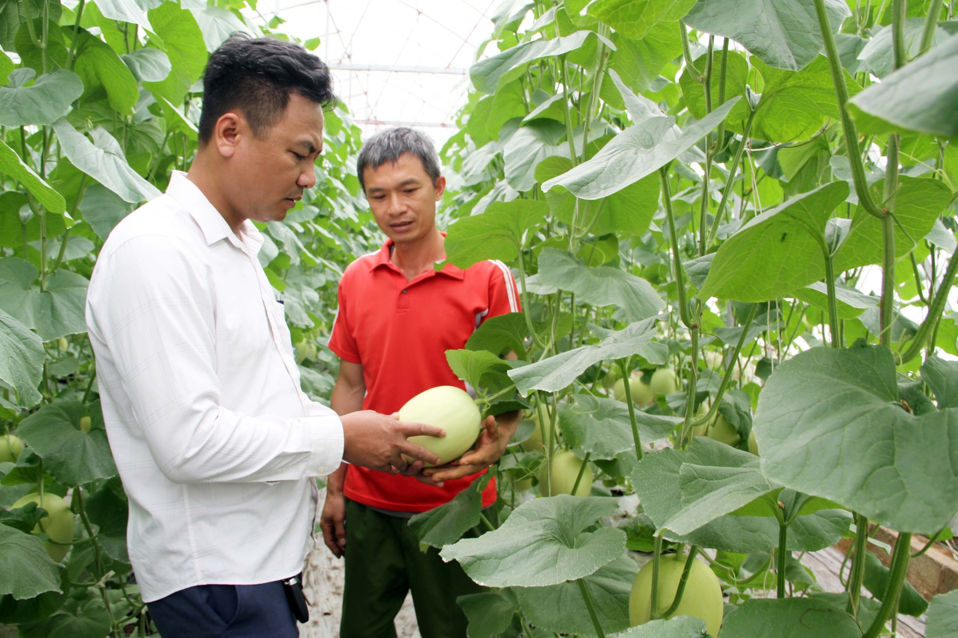 Cán bộ Phòng Kinh tế xã Bảo Đài hỗ trợ công tác trồng trọt tại Hợp tác xã Dịch vụ nông nghiệp Quyền Huyền