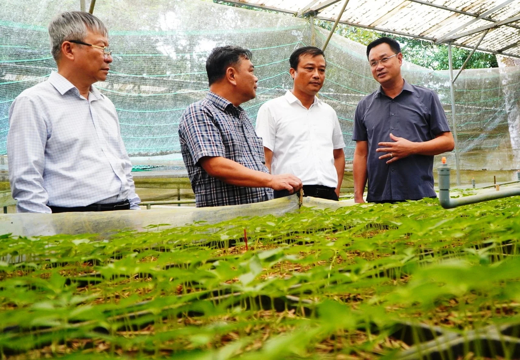 ảnh 3.Lãnh đạo thành phố khảo sát vùng sâm Ngọc Linh.jpg