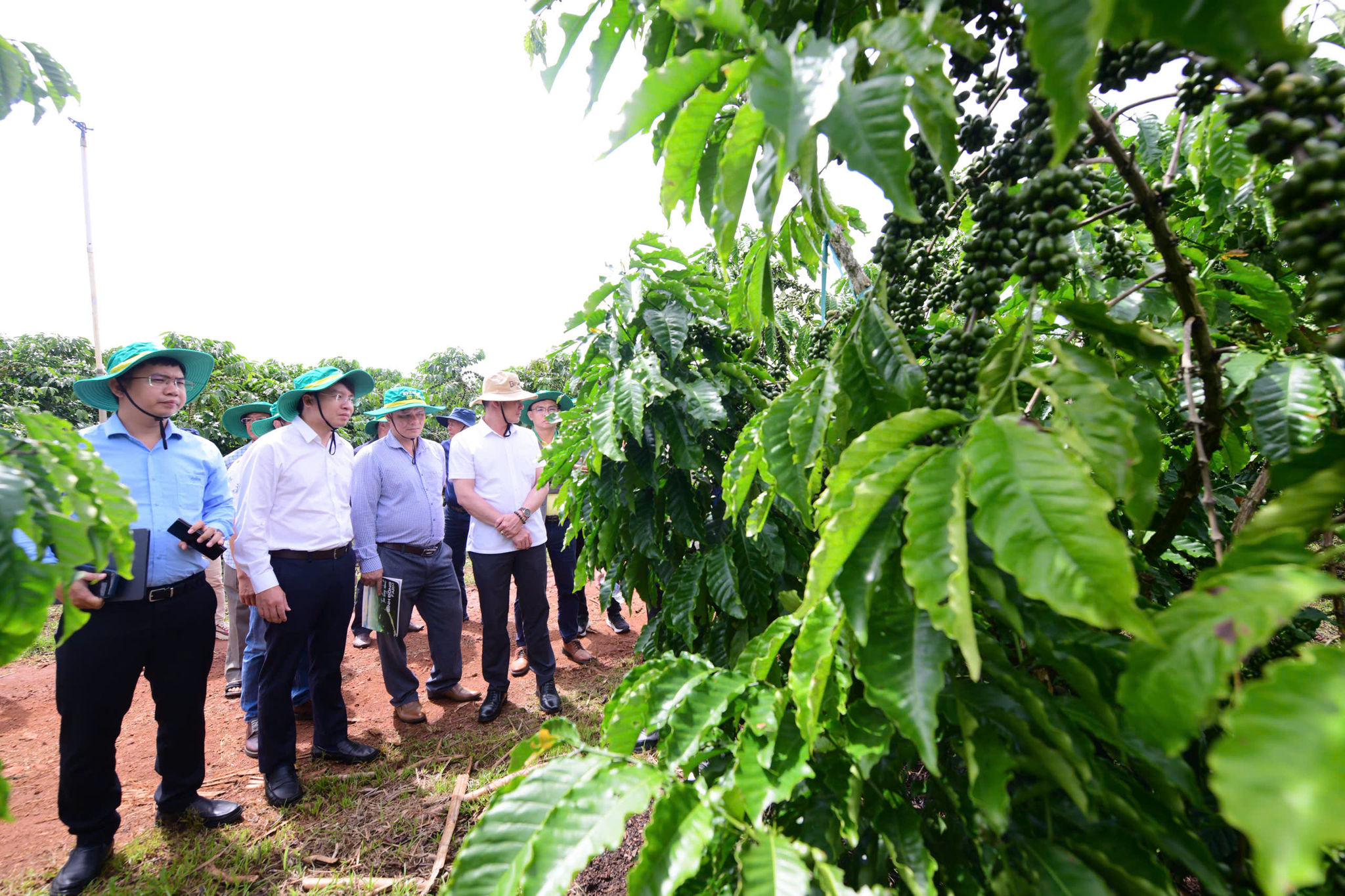 Bản sao Hoạt động tham quan mô hình canh tác, sơ chế cà phê Robusta