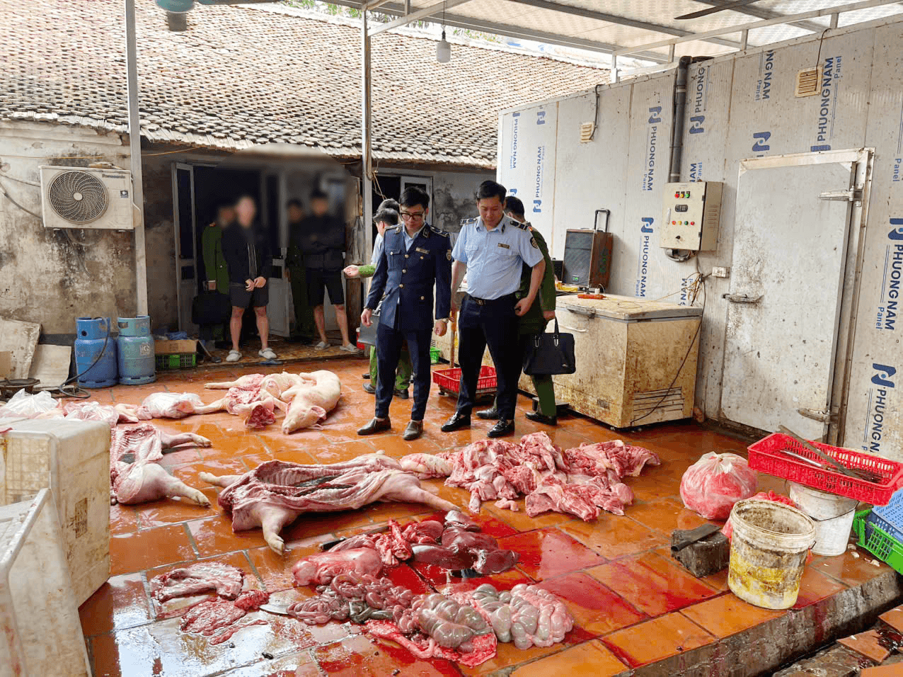 lợn nhiễm bệnh ở Hưng yen