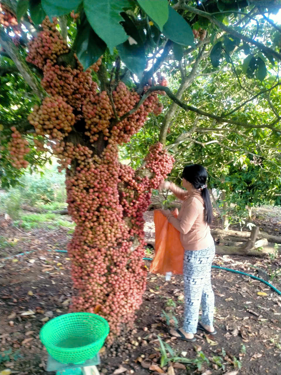 Hoa đỏ đặc trưng Vân Hoà