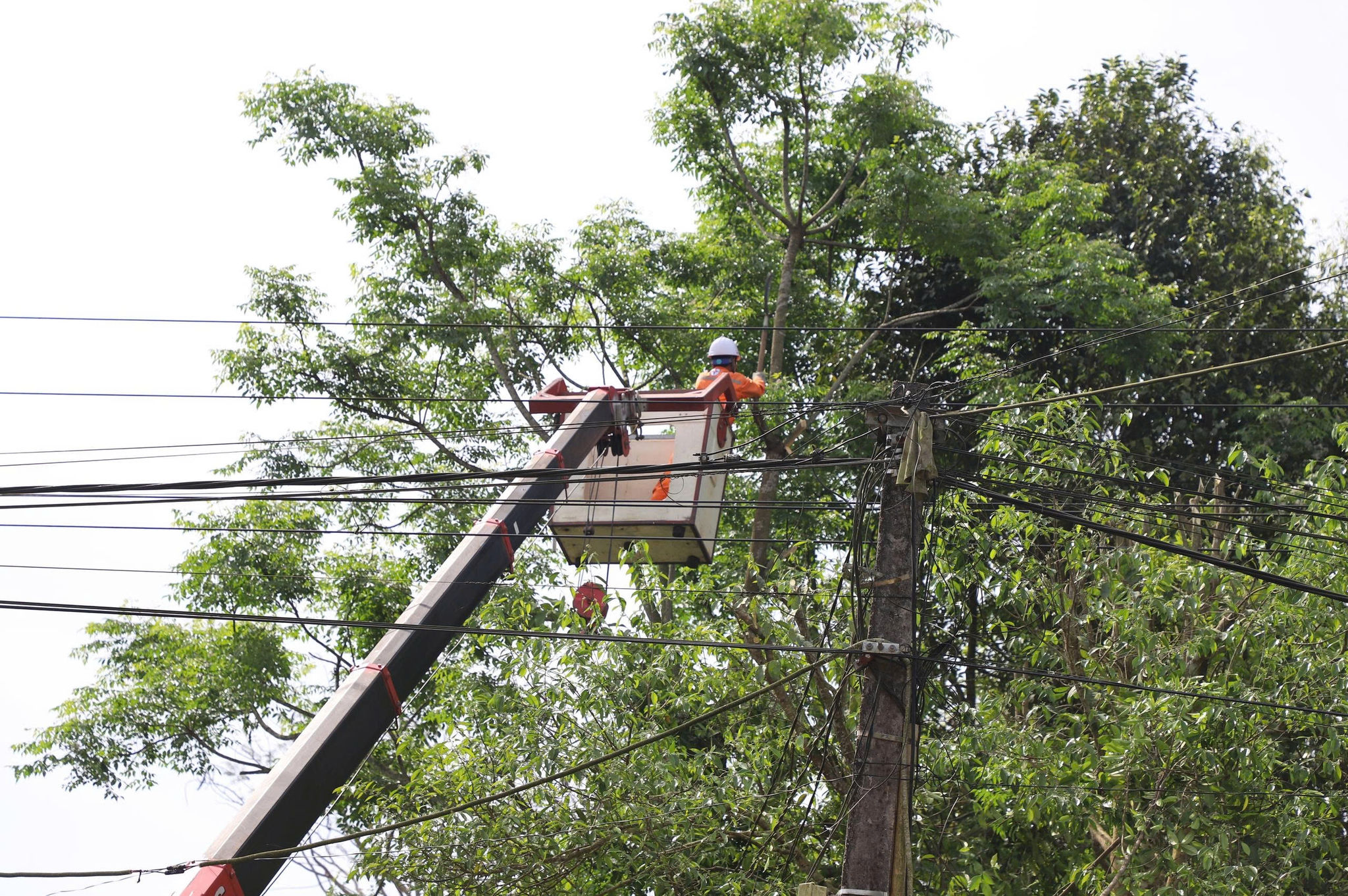 Công ty Điện lực Hà Tĩnh thực hiện phát quang hành lang lưới điện, cắt tỉa cây cối có nguy cơ ảnh hưởng đến đường dây, chủ động phòng ngừa sự cố trong mùa mưa bão