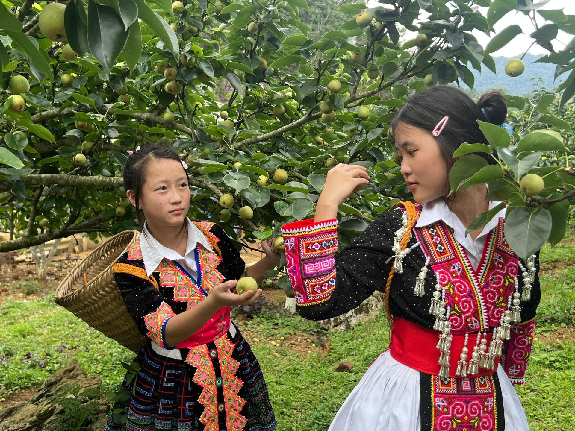 Người dân ở Tổ dân phố Sáy San 1 thu hoạch lê đầu mùa. Ảnh Báo Lai Châu