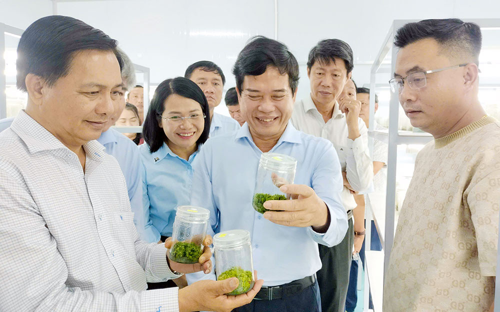 Bí thư Tỉnh ủy Vĩnh Long Trần Văn Lâu khảo sát mô hình sản xuất cây giống nuôi cấy mô công nghệ cao tại Công ty TNHH Công nghệ sinh học ViGen, xã Chợ Lách.