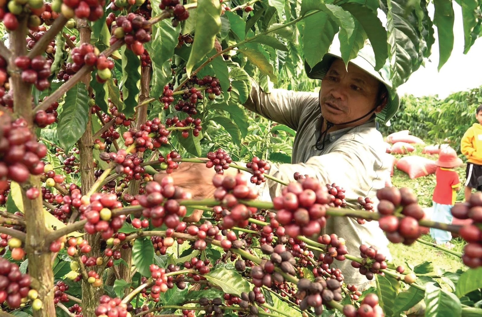 Thu hoạch cà phê trên địa bàn xã Đăk Hà