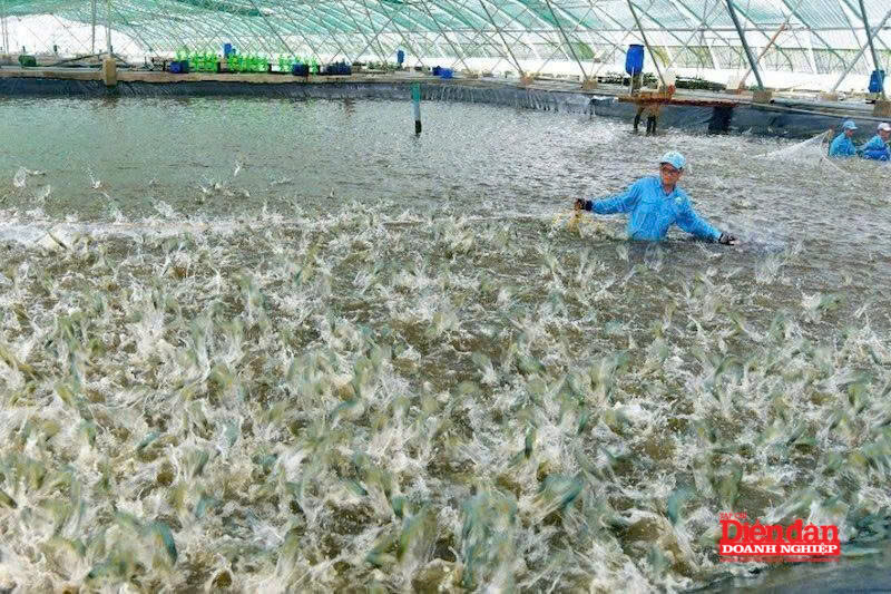hinh nuôi biển