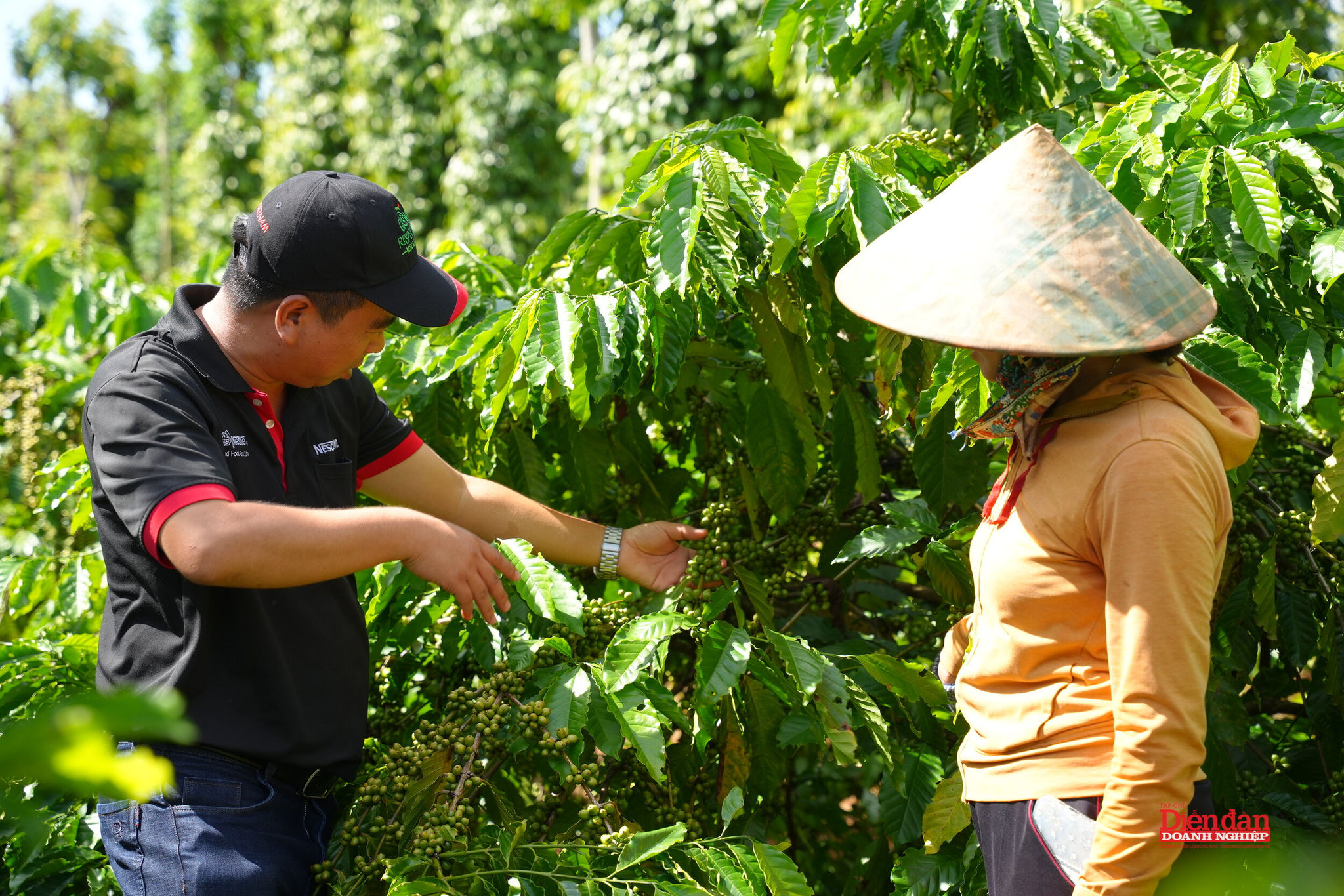 Thông qua Chương trình NESCAFÉ Plan, Nestlé Việt Nam hỗ trợ các nông hộ áp dụng phương pháp nông nghiệp tái sinh giúp họ nâng cao thu nhập, đồng thời góp phần tạo ra nguồn cung ổn định, đồ