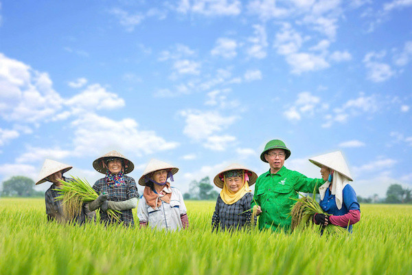 Anh hùng Lao động Trần Mạnh Báo – Chủ tịch HĐQT Tập đoàn ThaiBinh Seed lội ruộng thăm lúa và chia sẻ kinh nghiệm với bà con nông dân..