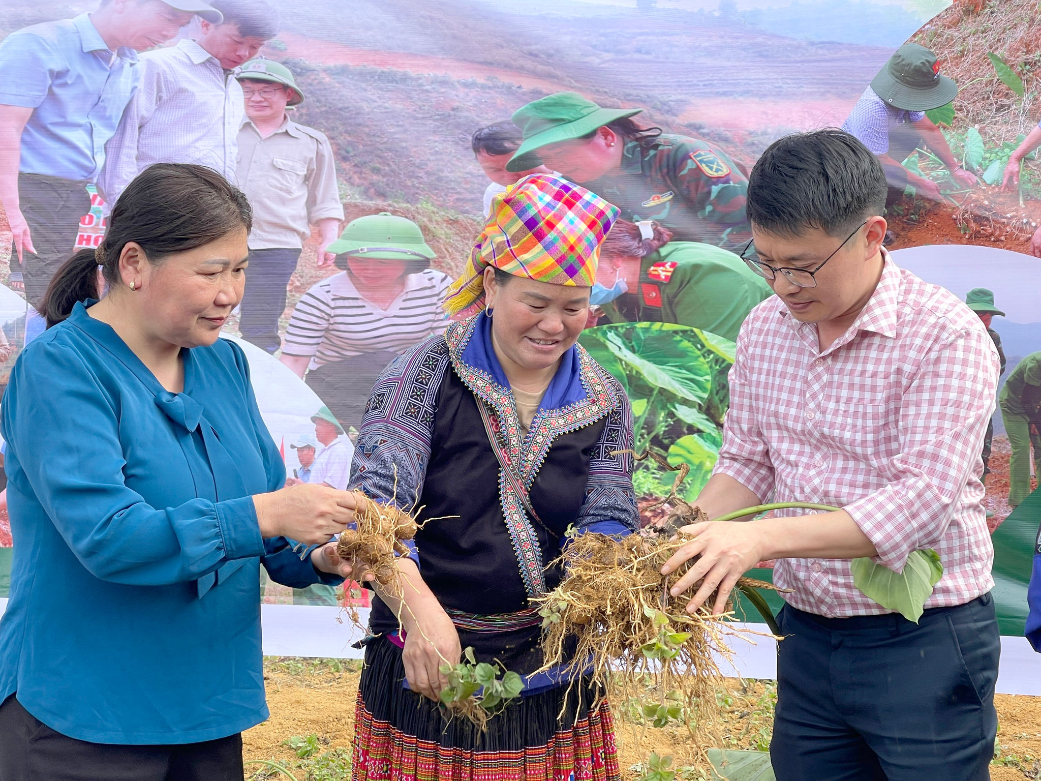 Lãnh đạo xã Lao Chải kiểm tra, đánh giá hiệu quả mô hình trồng khoai sọ thơm
