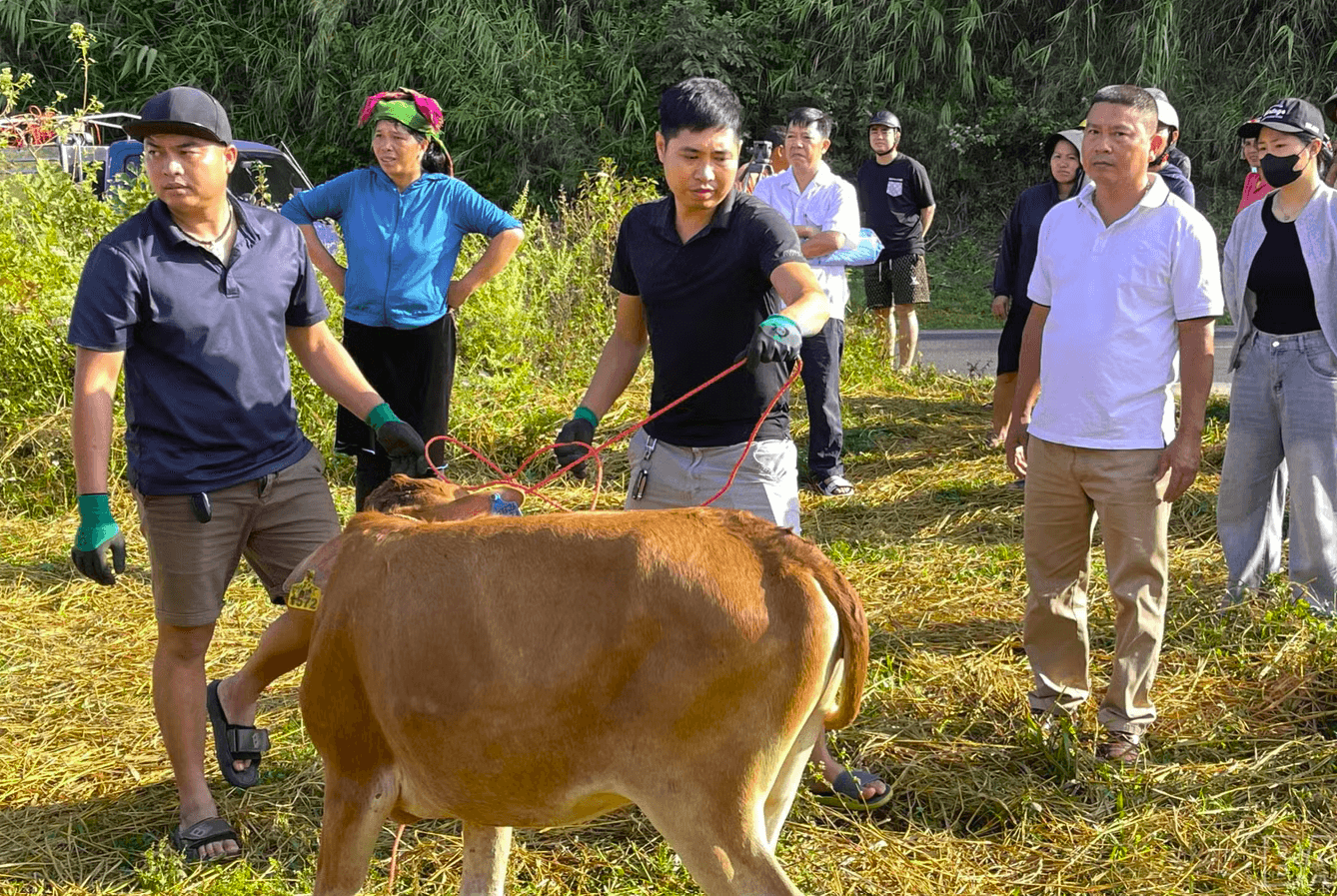 Trao bò giống cho các hộ nghèo, hộ cận nghèo ở Xã Tú Lệ