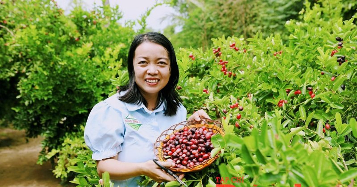 Khởi nghiệp thành công từ mô hình trồng cây si rô