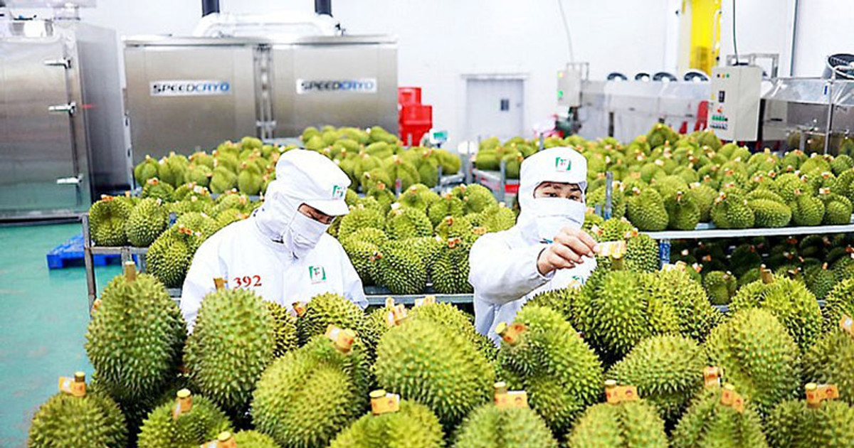 Sầu riêng hướng mốc 4,5 tỷ USD, doanh nghiệp đứng trước cơ hội vàng