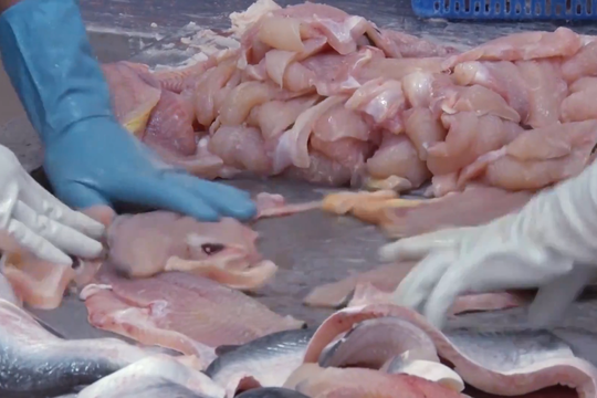 Việt Nam khiếu nại biện pháp chống bán phá giá cá tra, basa của Mỹ lên WTO