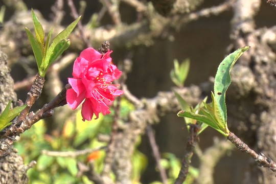 Đằng sau những gốc đào Thất Thốn giá hàng chục triệu đồng