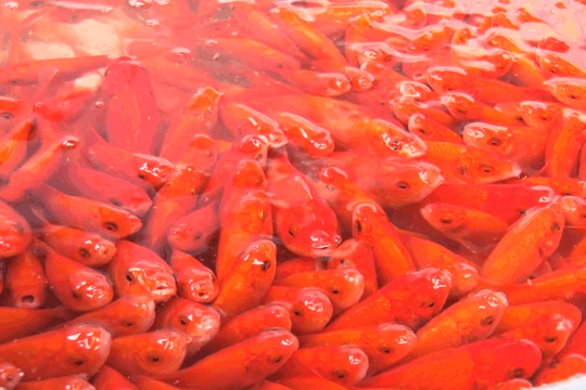 Thị trường cá chép sôi động ngày ông Công, ông Táo
