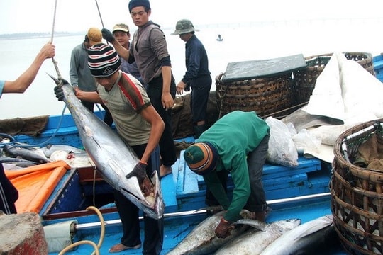 5 nhóm giải pháp khắc phục “thẻ vàng” thuỷ sản EC trước “giờ G”