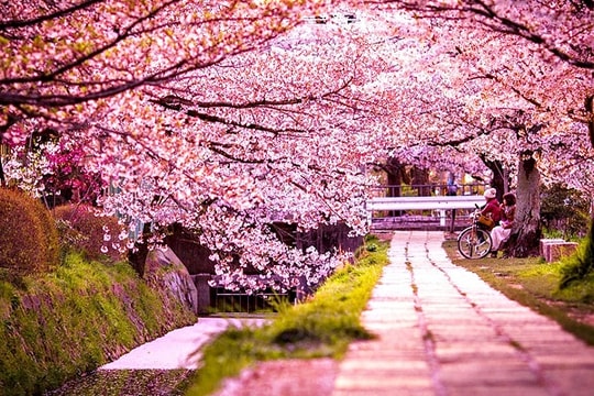 Lễ hội hoa Anh Đào 2018: Nét đẹp văn hóa, ngày hội xúc tiến đầu tư, thắm tình Hữu nghị Việt Nhật