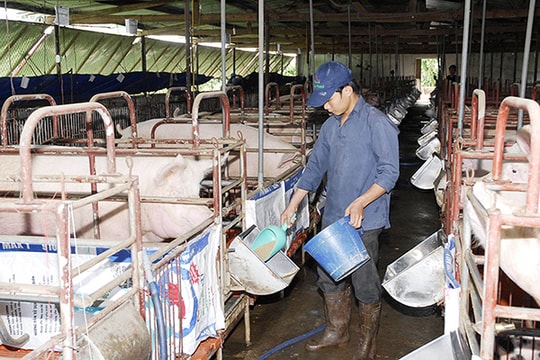 Chăn nuôi Việt Nam “làm lại từ đầu”