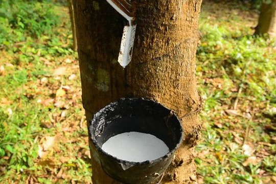 Kim ngạch xuất khẩu cao su giảm đáng kể, triển vọng kém tươi sáng
