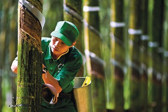 GVR báo lỗ 25,4 tỷ đồng quý I/2018