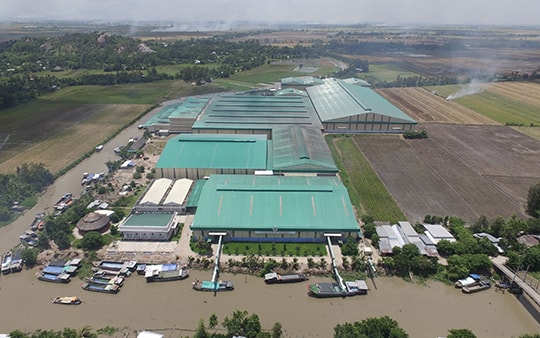 Giá cổ phiếu LTG giảm mạnh vì đâu?