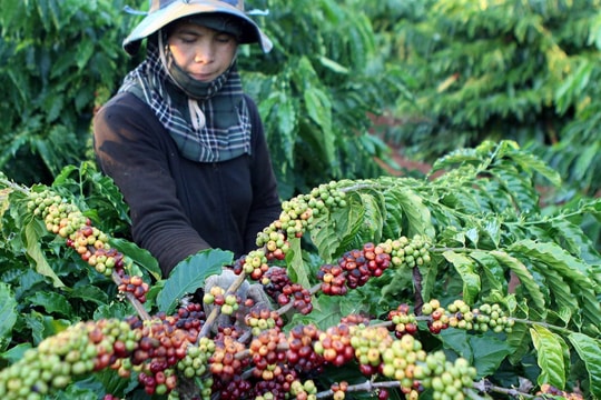 Giải “bài toán khó” cho doanh nghiệp nông sản khi xuất khẩu sang EU