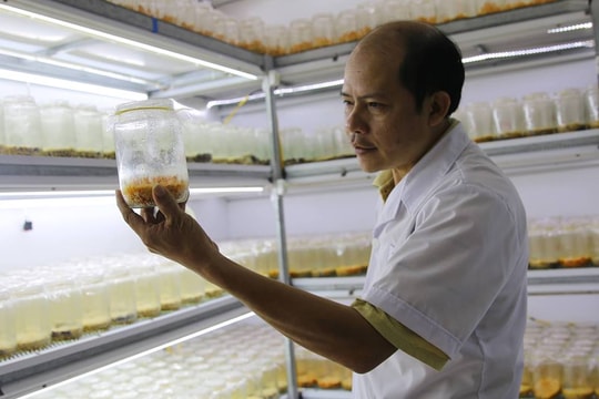 Thu 4 tỷ đồng mỗi năm nhờ nuôi “thần dược” đông trùng hạ thảo