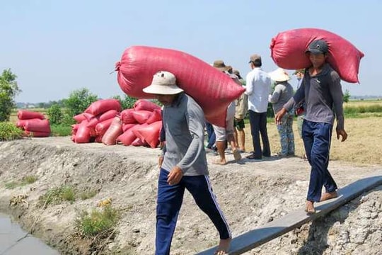 Ngành lúa gạo đang bị “điểm huyệt”!