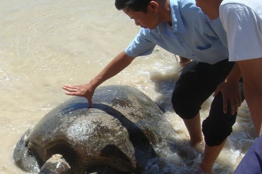 Loài thủy sản nguy cấp, quý hiếm được quản lý thế nào?