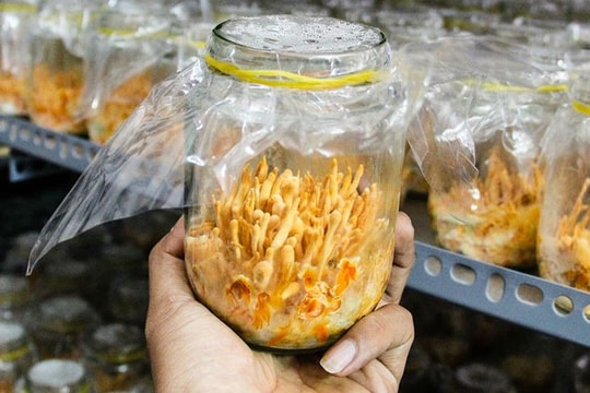 Thị trường Đông trùng hạ thảo cạnh tranh không lành mạnh