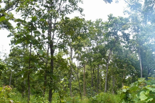 Hơn 28.500 tỷ đồng khôi phục và phát triển rừng bền vững vùng Tây Nguyên